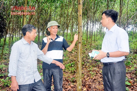 Người dân trồng rừng xóm 10, xã Lăng Thành (Yên Thành) trao đổi  về trồng rừng nguyên liệu. Ảnh: H.N