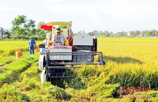 Bà con nông dân xã Hưng Tân (Hưng Nguyên) thu hoạch lúa xuân bằng cơ giới.