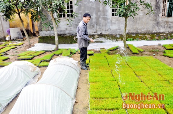 Chăm sóc mạ khay ở HTX DV Nông nghiệp Thị trấn Hưng Nguyên.  Ảnh: Thanh Lê