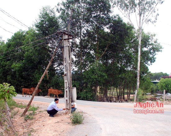 Cột điện đường 4 nằm ngã tư giáp ranh giữa xóm cầu Máng và 6A, xã Tiến Thành, huyện Yên Thành hơn 6 tháng qua trong tình trạng vừa chống vừa nẹp.