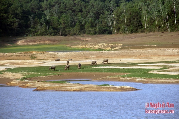 Đập Khe Lách là đập đầu nguồn, cung nước cho toàn bộ hệ thống đập trung và hạ nguồn cho Nghi Văn nay cạn trơ đáy đến mức trâu bò có thể tha hồ gặm cỏ ở đây.