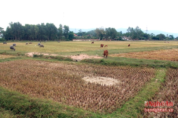 Nghi Văn không hề có dòng sông nào chảy qua địa bàn nên càng khó khăn hơn trong công tác chống hạn. Người dân chỉ còn cách bỏ hoang đất để chuyển sang vụ mùa bắt đầu từ mồng 10 tháng 8. Tuy nhiên, tránh được hạn lại gặp phải trở ngại lớn về mưa lũ.