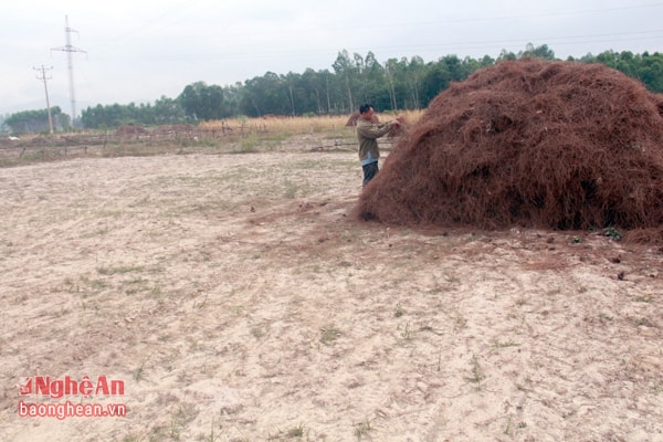 Một số diện tích đất quá cằn cỗi người dân phải chuyển đổi qua trồng hành tăm và một vài cây trồng chống hạn khác nhưng đây là những phương án chịu khá nhiều rủi ro. Trong ảnh là diện tích đất chuyển đổi trồng hành tăm tại xóm 6 Nghi Văn.