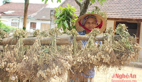 Lạc giống được phơi chỗ được nắng nhất, ưu tiên những vị trí tốt nhất như giữa sân, giữa vườn