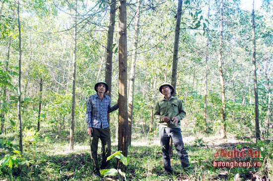 Rừng keo 5 năm tuổi ở xã Thạch Ngàn, huyện Con Cuông