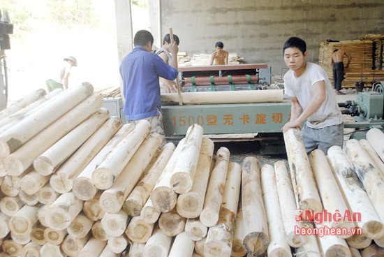 Chế biến gỗ keo xuất khẩu tại Công ty TNHH Kiều Phương, huyện Tân Kỳ.
