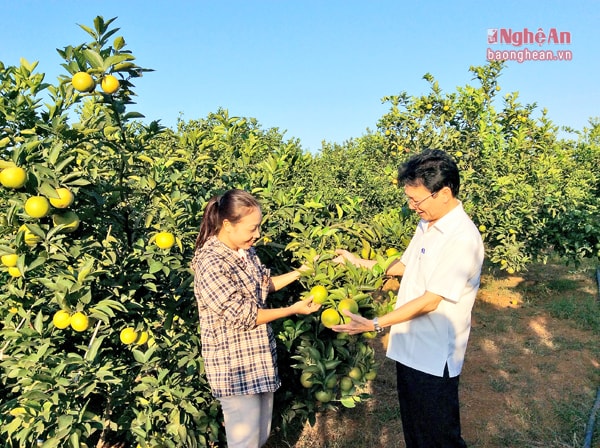 Đồng chí Nguyễn Hữu Nhị thăm quan mô hình trồng cam nông dân huyện Quỳ Hợp.