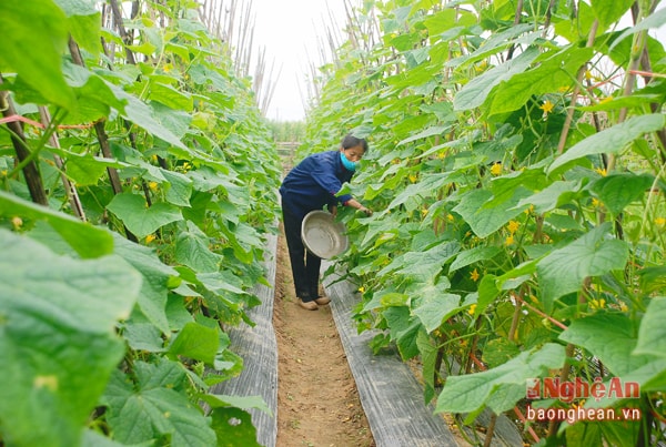 Trồng rau cho thu nhập cao ở xã Tân Sơn (Quỳnh Lưu).
