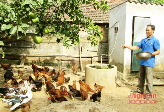 Anh Phan Văn Hiếu chăm sóc đàn gà.