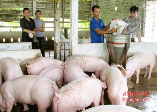  Đàn lợn cho thu nhập cao của gia đình anh Phan Văn Hiếu.