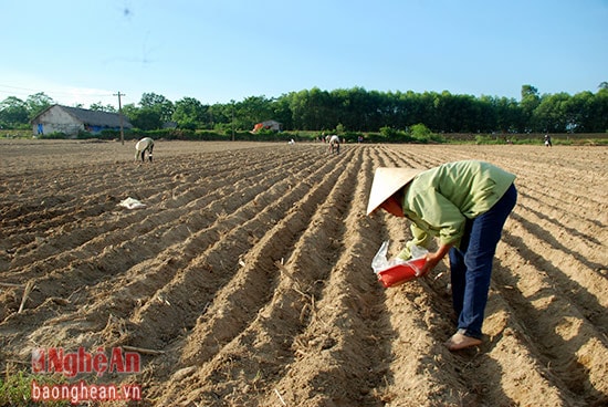 Cánh đồng màu trên địa bàn xã Thanh Lĩnh đã cơ bản đã khép kín diện tích 