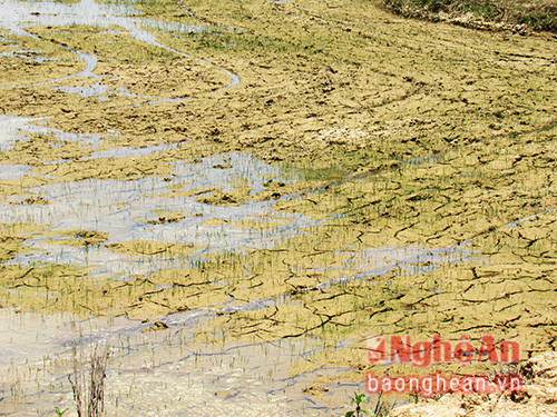 một số ruộng bị nứt nẻ ở Minh Sơn đã  có nước, tuy nhiên vẫn không đủ để gieo cấy. 