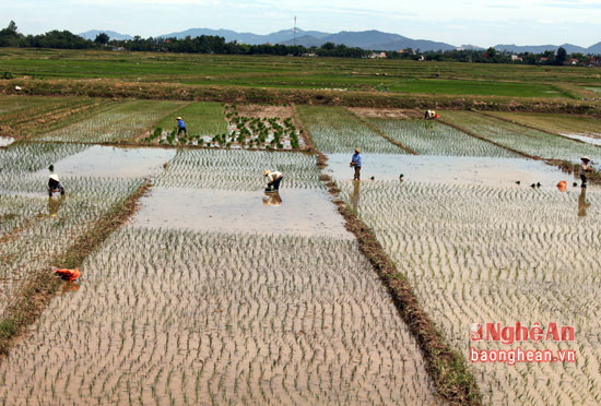 Nông dân Hưng Châu ra đồng cấy những  tích cơ nước trước. Hiện nay còn có 2000 ha chưa gieo cấy được do thiếu nước.