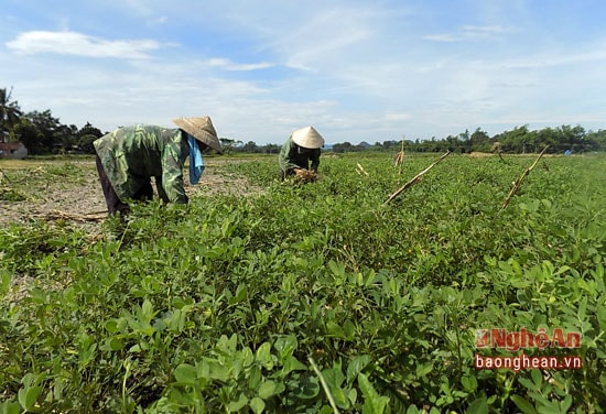 Nông dân Tam Hợp, Quỳ Hợp thu hoạch lạc