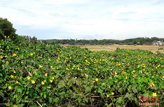 Toàn xã Đại Thành có hàng chục hộ trồng với trên 10 ha mướp hương 