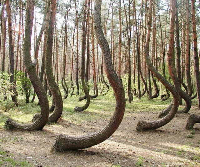 Hiện có hơn 400 cây cong bí ẩn trong Khu rừng Cong của Ba Lan.
