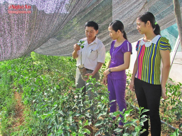 Mô hình vườn ươm nhân giống cây ăn quả tại HTX Nông nghiệp và Dịch vụ Minh Thành (Yên Thành).