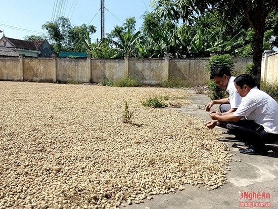 Bà con làm xáo lạc, tỏa đi các huyện trong tỉnh và các tỉnh Thanh Hóa, Hà Tĩnh, Quảng Bình thu gom hàng. 