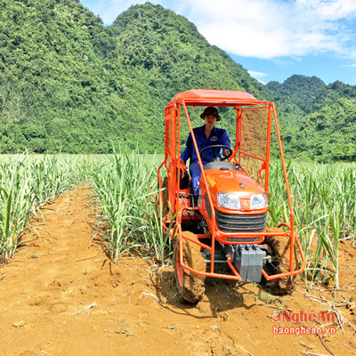 l Người dân xới đất làm cỏ mía bằng máy tại Thung Bừng thôn Hạ Du thuộc xã Cẩm Sơn (Anh Sơn).
