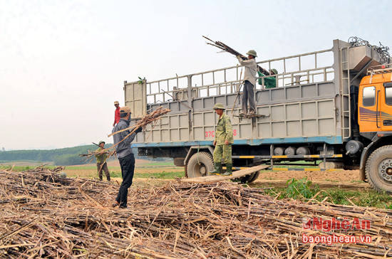 Nông dân xóm 15, xã Bình Sơn thu hoạch mía nguyên liệu.