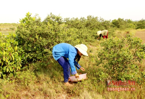 Người dân Quỳnh Lưu hái rau nhót ở khu vực đồng muối.