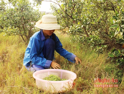 Cứ 4 giờ sáng hàng ngày, em Hồ Thị Hương, học sinh lớp 8 trường THCS An Hòa đều theo người lớn đi tìm hái rau nhót ở các đồng muối. Mỗi ngày em hái khoảng 4- 6 kg rau, thu nhập 50 nghìn đồng.