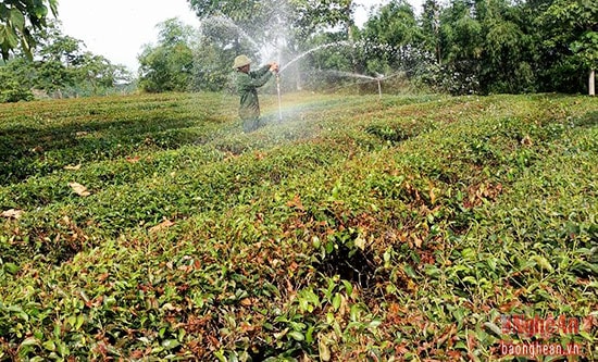 Ông Phan Đình Tùy ở xí nghiệp chè  Hạnh Lâm thường kết hợp tưới nước cho chè bằng hệ thống tưới bằng tay và tự động. Tuy nhiên nhiều diện tích chè vẫn chết.