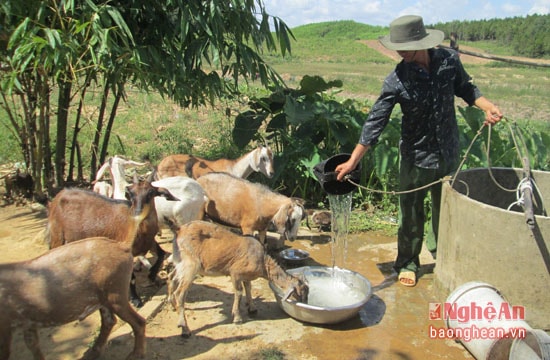: Anh Hùng cho dê uống nước trước khi thả lên núi.