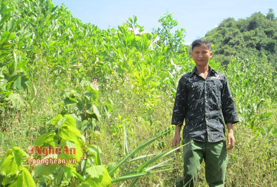 : Với 7ha đất đồi núi, anh Hùng dành hơn 5 ha trồng keo lá tràm; dự tính vài năm nữa sẽ cho thu hoạch khoảng 350 triệu đồng.