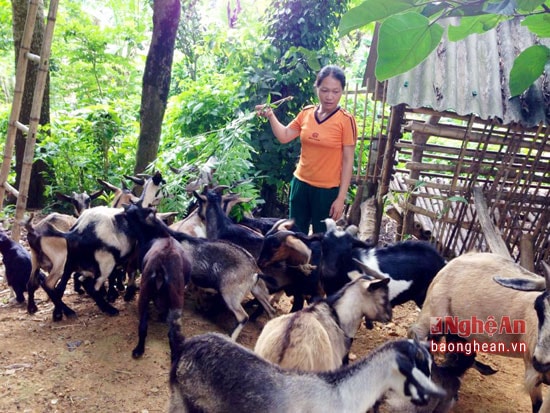 Mô hình nuôi dê thả đồi của gia đình chị chị Vi Thị Thuận thôn 8 xã Thành Sơn