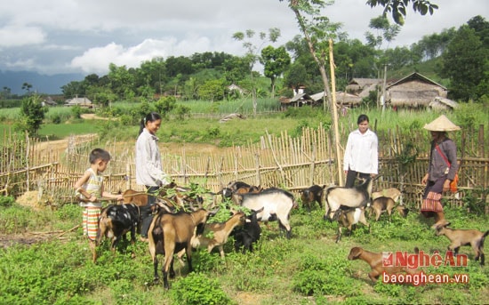 ể nguồn thức ăn cho dê thêm phong phú, các hộ nuôi dê còn trồng thêm các loại cây: xoan đâu, mít.. để lấy lá cho dê ăn.