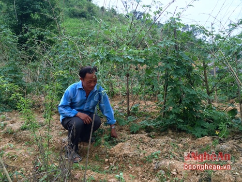 Trưởng bản Vừ Tồng Lông khoe đã trồng được những cây giảm nghèo.