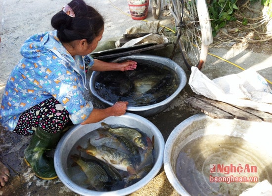 Thu hoạch cá....