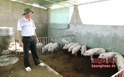 Mô hình nuôi lợn trên đệm lót sinh học cho thu nhập cao của gia đình đồng chí Hồ Văn Thành