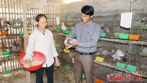 Mô hình nuôi bồ câu Pháp của gia đình bà Nguyễn Thị Long thôn 5 xã Hội Sơn cho thu nhập 50 triệu đồng/năm