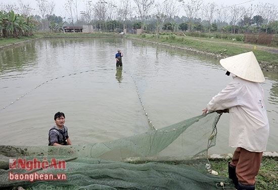 ”Theo những hộ nông dân ở đây cho biết, nuôi cá trên ruộng lúa có lợi thế hơn rất nhiều so với việc trồng lúa hay nuôi cá trong ao. Bởi từ khi bắt đầu nuôi cho đến 4 – 5 tháng đầu không phải cho cá ăn, mà cá sẽ tận dụng các nguồn thức ăn từ phụ phẩm trên ruộng lúa của vụ Đông Xuân.