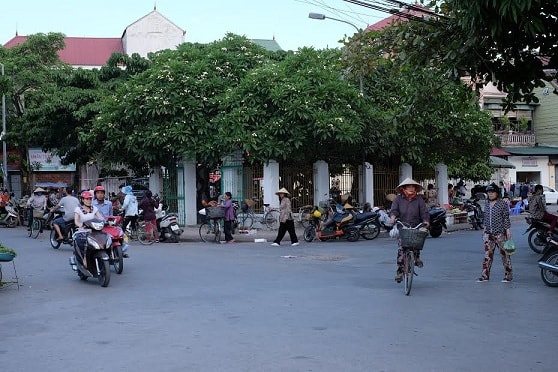 Hoa đại ở mộ Đội Cung