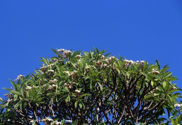 Từng chùm hoa ken dày, ngan ngát hương thơm