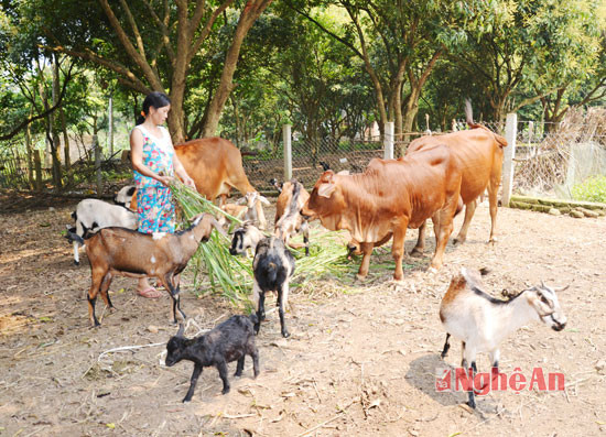 Nhiều hộ gia đình ở Thanh Tiên phát triển chăn nuôi gia súc có hiệu quả.