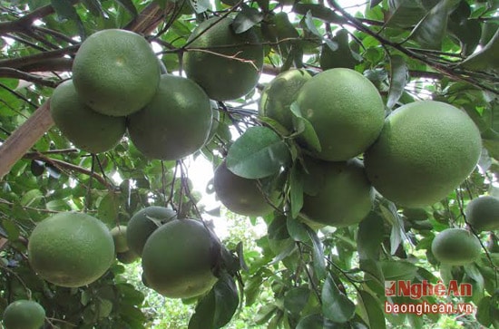 Bưởi gia đính