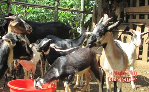 Dê hiện đang là vật nuôi mang lại thu nhập cao cho bà con nhân dân xã Nghĩa Lợi. 