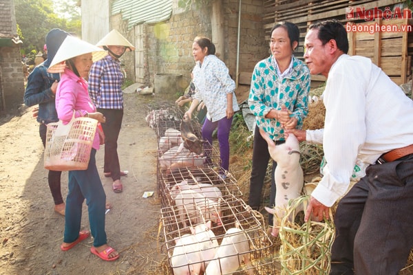 Với nhu cầu thịt lợn sạch ngày càng tăng cao, trong khi đó qua các thông tin truyền thông báo chí cũng như việc thua lỗ vì nuôi lợn theo mô hình công nghiệp, hiện nay bà con xã Đồng Văn đang trở lại chăn nuôi theo phương thức truyền thống.