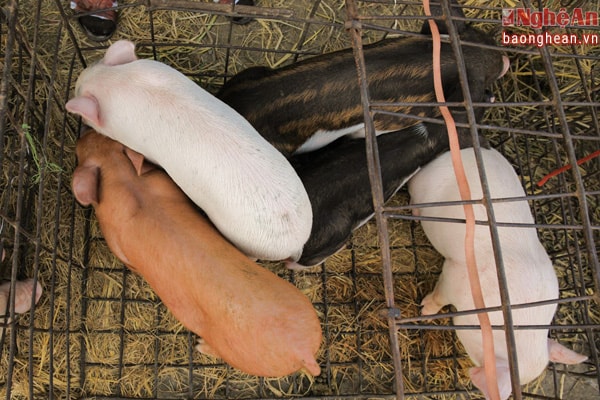 Những chú lợn chen chúc trong lồng