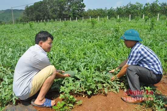 Bên cạnh đó là các tiêu chí về xây dựng mô hình cây con, nghề nghiệp tạo việc làm và nâng cao thu nhập cho người dân