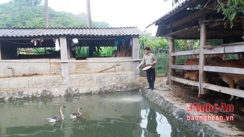 Một góc trang trại tổng hợp của gia đình đồng chí Bí thư Đảng ủy Lô Văn Lý. 
