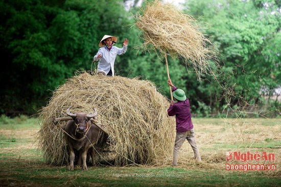 Cả khi đang lao động cực nhọc