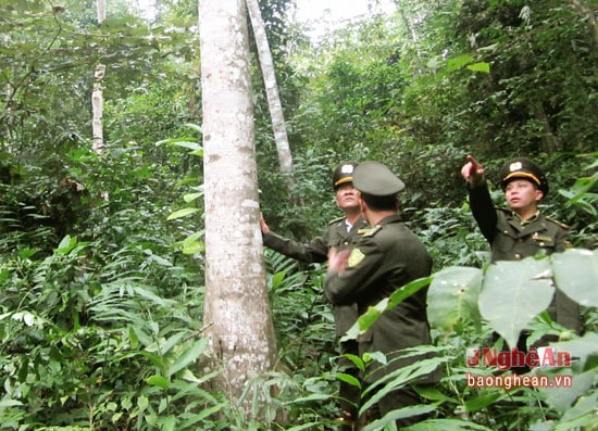 Cán bộ kiểm lâm kiểm tra rừng phòng hộ.