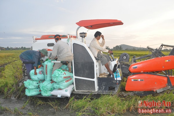 Thu hoạch lúa vụ Xuân tại xã Quỳnh Ngọc (Quỳnh Lưu)