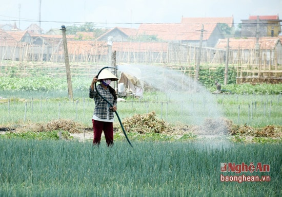 Tuy nhiên, diện tích rau màu của Quỳnh lưu được lắp đặt heej thống tưới bét quay phun sương mới được....... ha, diện tích còn lại bà con vẫn áp dụng tưới trực tiếp bằng vòi.