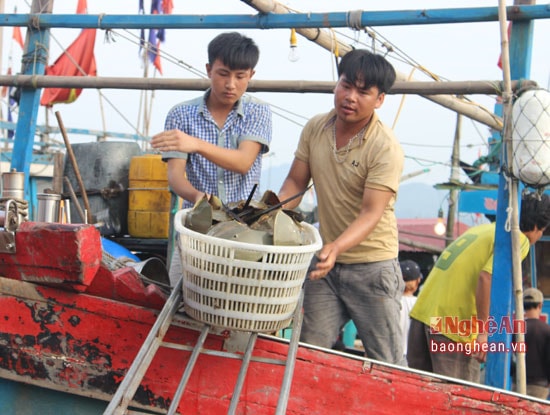 Đang chính mùa vụ sam, mỗi tàu về ít cũng được 40, 50 đôi, có tàu đánh được số lượng khủng từ 200, 300 đôi. Mỗi đôi sao có giá từ 350 – 400 ngàn đồng.